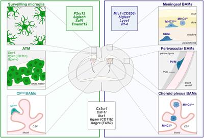 Multifaceted microglia during brain development: Models and tools